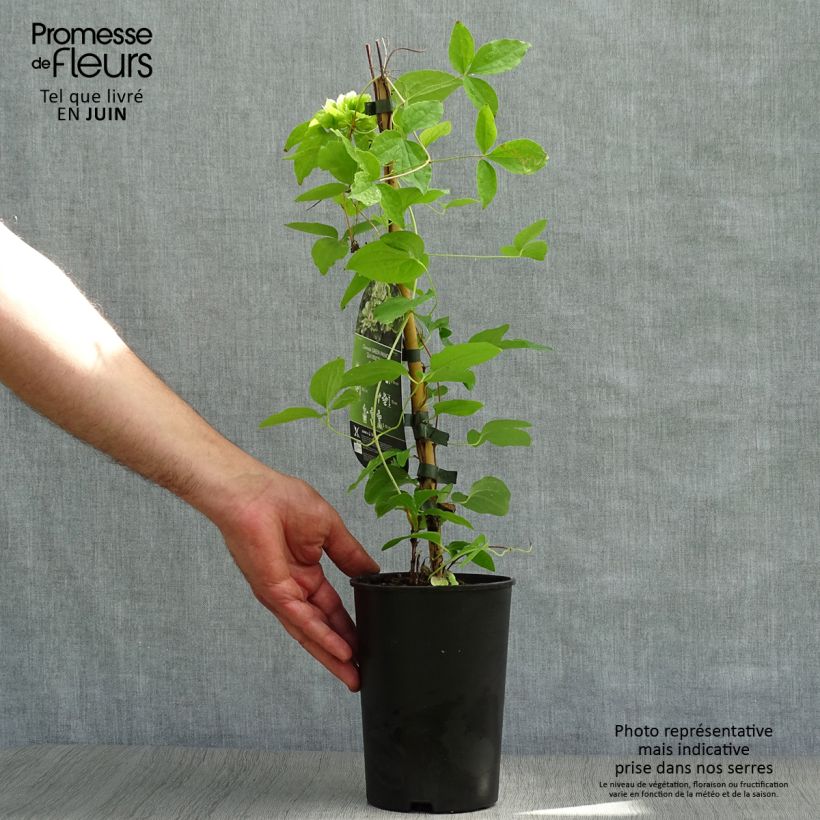 Amostra de Clematis Green Passion Vaso de 2 L/3 L tal como entregue no verão