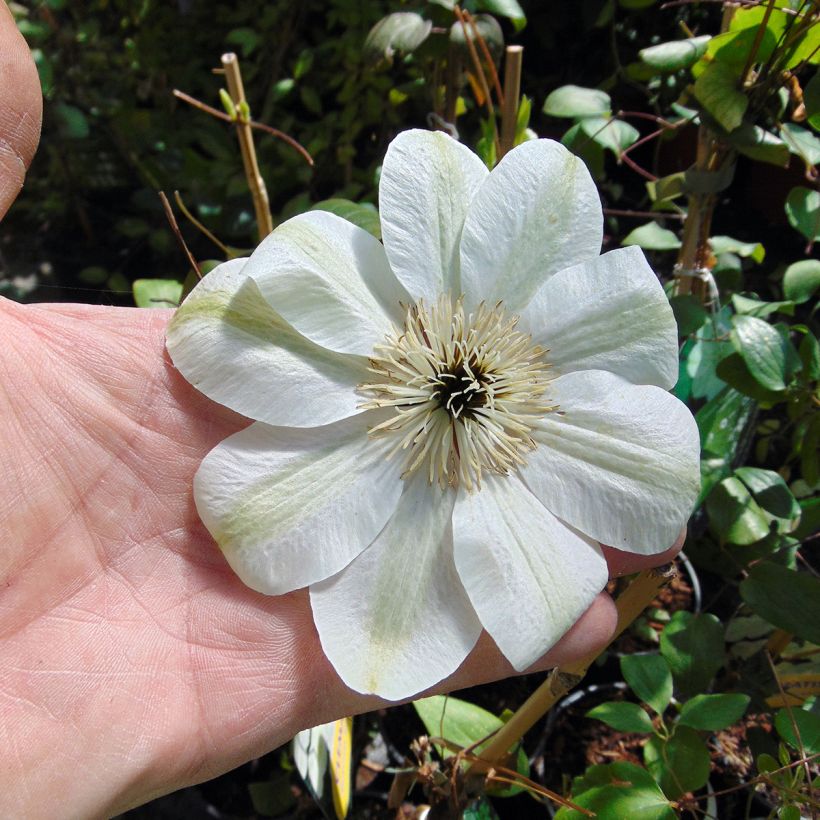 Clematis Guernsey Cream (Floração)