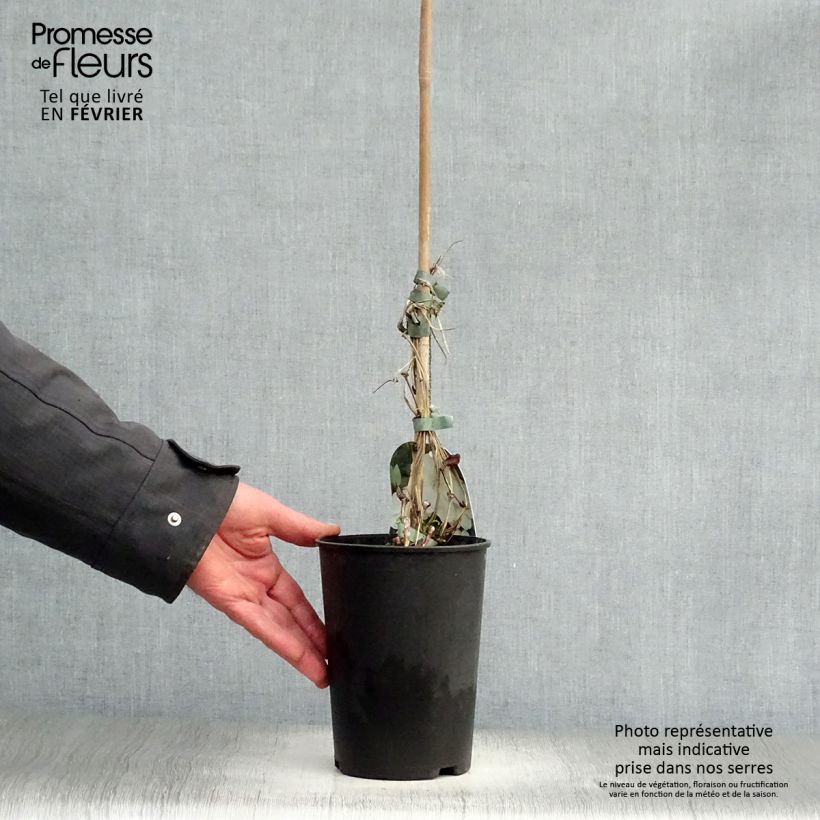 Amostra de Clématite - Clematis Guernsey Cream Vaso de 2 L/3 L tal como entregue no inverno