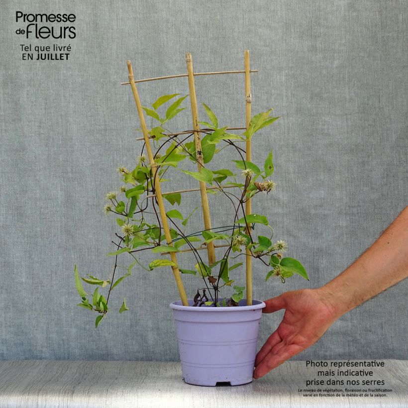 Amostra de Clematis Guiding Promise Vaso de 2 L/3 L tal como entregue no verão