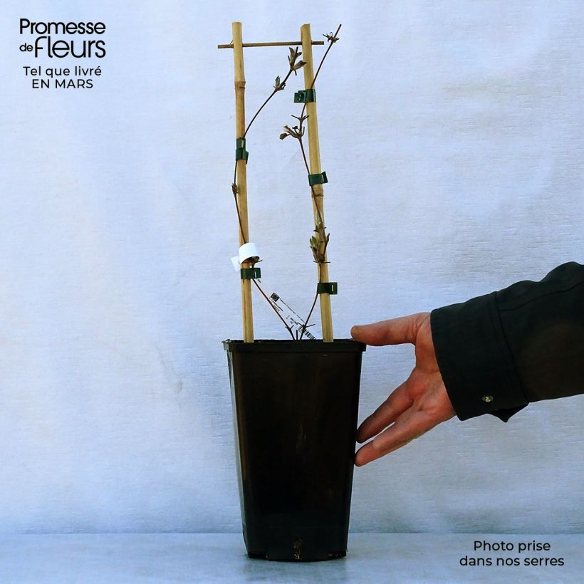 Amostra de Clematis H. F. Young Vaso de 1,5 L/2 L tal como entregue na primavera