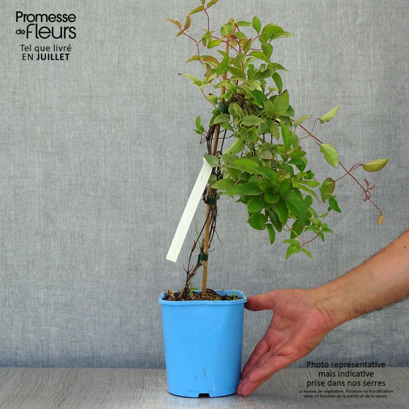Amostra de Clematis H. F. Young Vaso de 1,5 L/2 L tal como entregue no verão