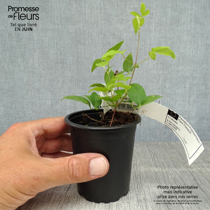 Amostra de Clematis Hagley hybride Vaso de 8/9 cm tal como entregue no verão