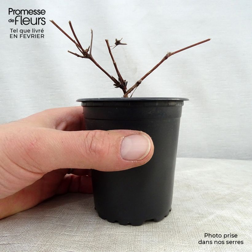 Amostra de Clematis Hagley hybride Vaso de 8/9 cm tal como entregue no inverno