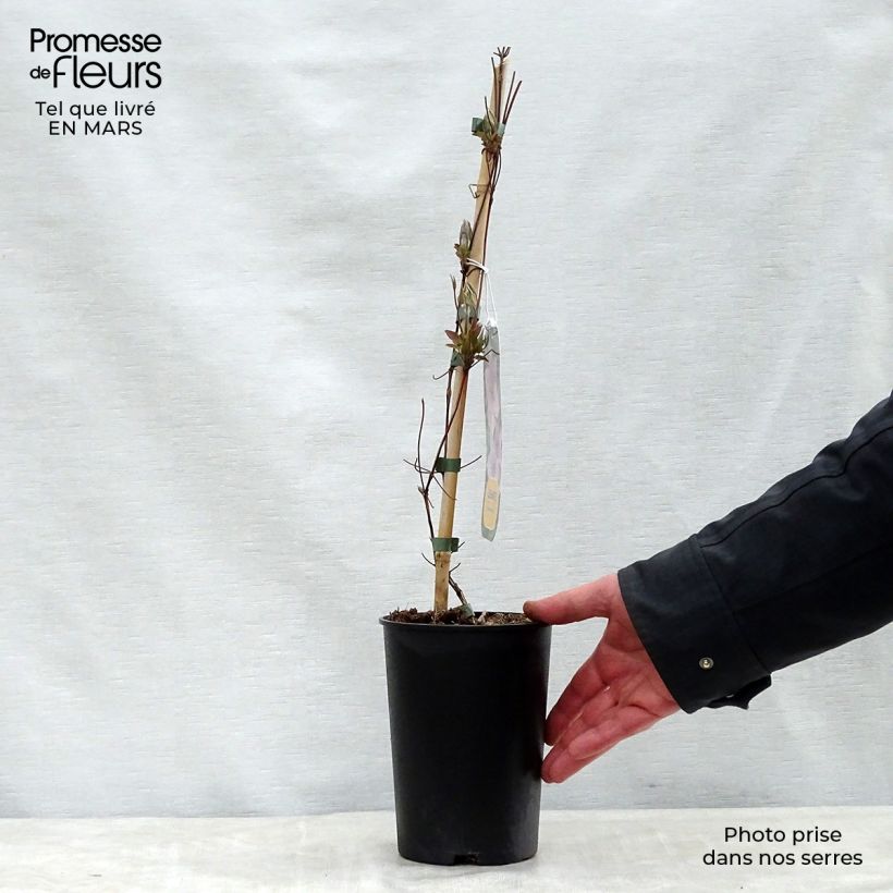 Amostra de Clematis Hagley hybride Vaso de 2 L/3 L tal como entregue na primavera