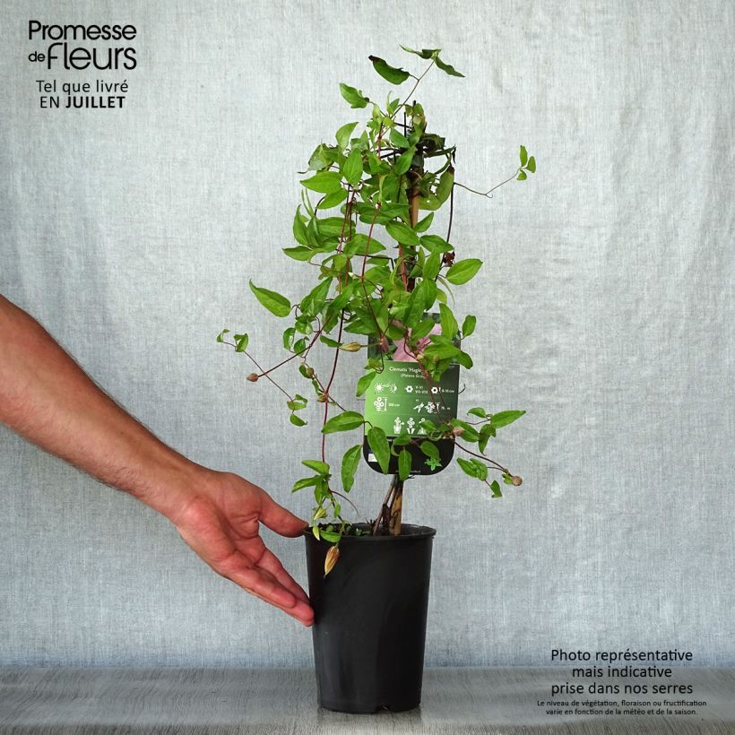 Amostra de Clematis Hagley hybride Vaso de 2 L/3 L tal como entregue no verão