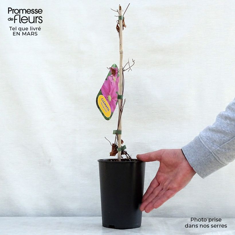 Amostra de Clematis Hanagurama Vaso de 2 L/3 L tal como entregue na primavera