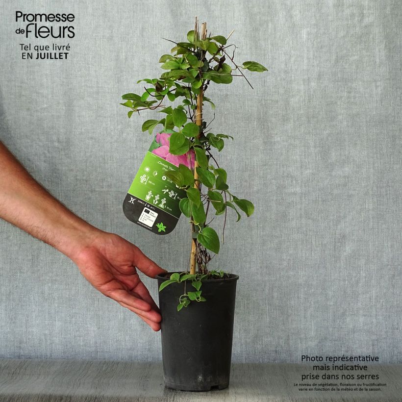 Amostra de Clematis Hanagurama Vaso de 2 L/3 L tal como entregue no verão