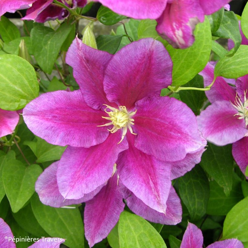 Clematis Hania (Floração)