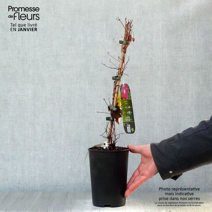 Amostra de Clematis Hania Vaso de 1,5 L/2 L tal como entregue no inverno