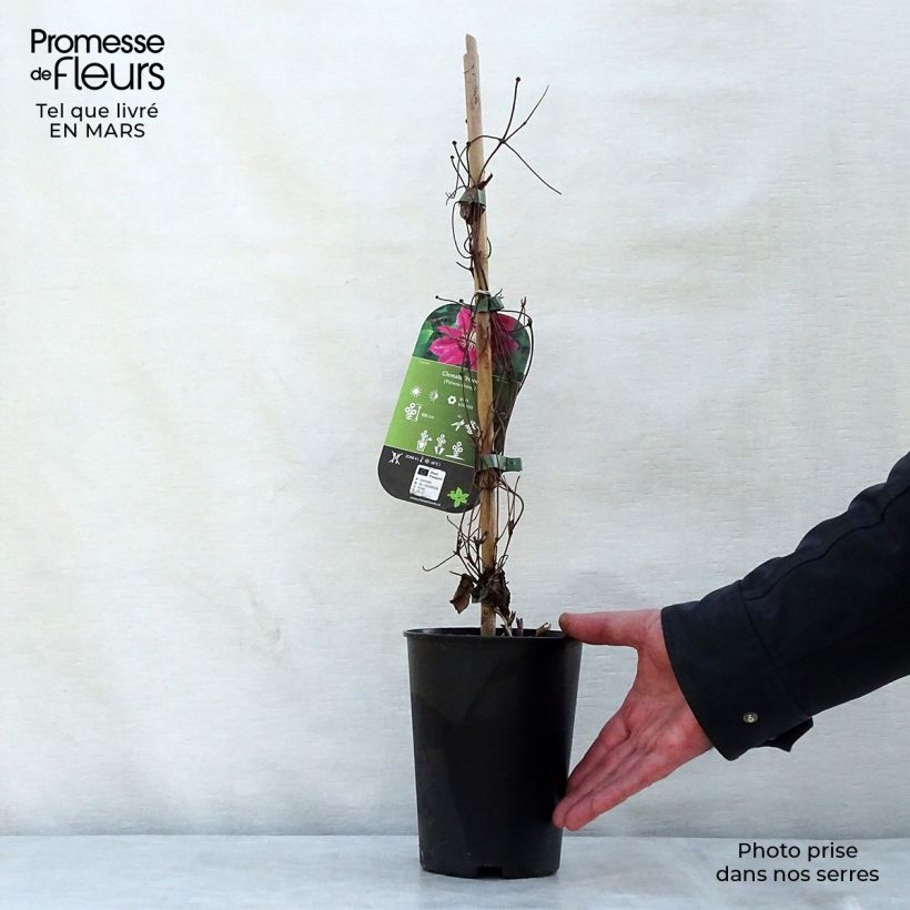 Amostra de Clematis Hania Vaso de 1,5 L/2 L tal como entregue na primavera