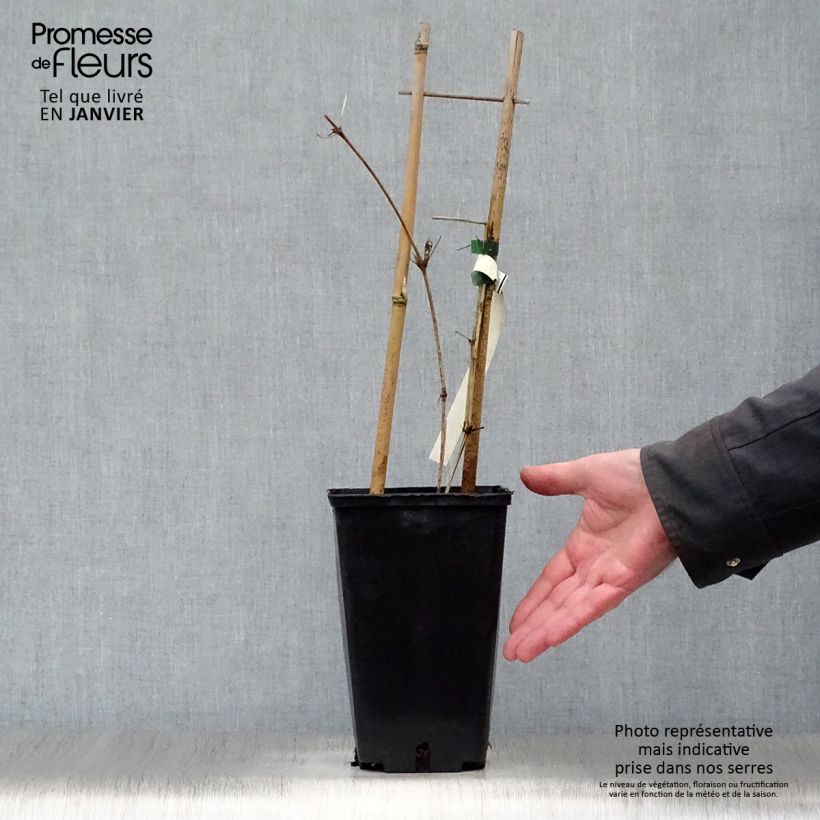 Amostra de Clematis Hania Vaso de 2 L/3 L tal como entregue no inverno