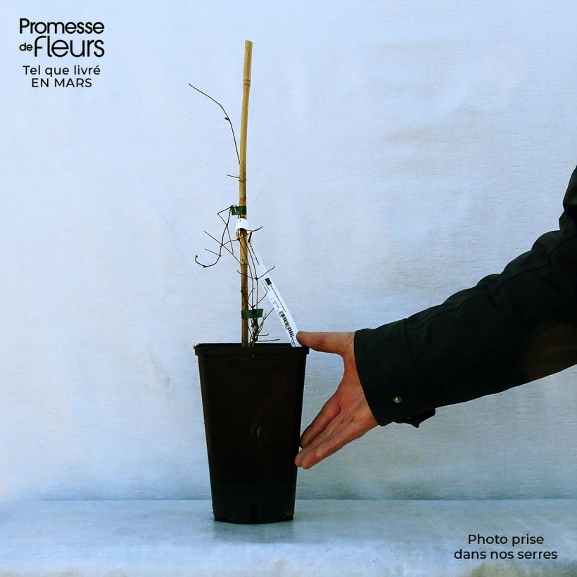 Amostra de Clematis Hania Vaso de 2 L/3 L tal como entregue na primavera