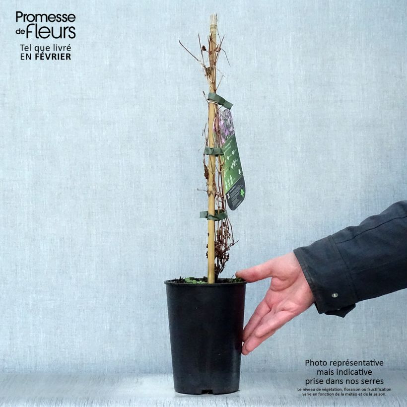 Amostra de Clematis Hendryetta Vaso de 2 L/3 L tal como entregue no inverno