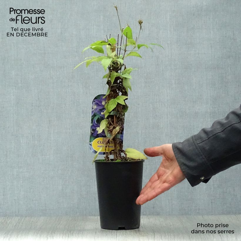 Amostra de Clematis Hudson River Vaso de 2 L/3 L tal como entregue no inverno