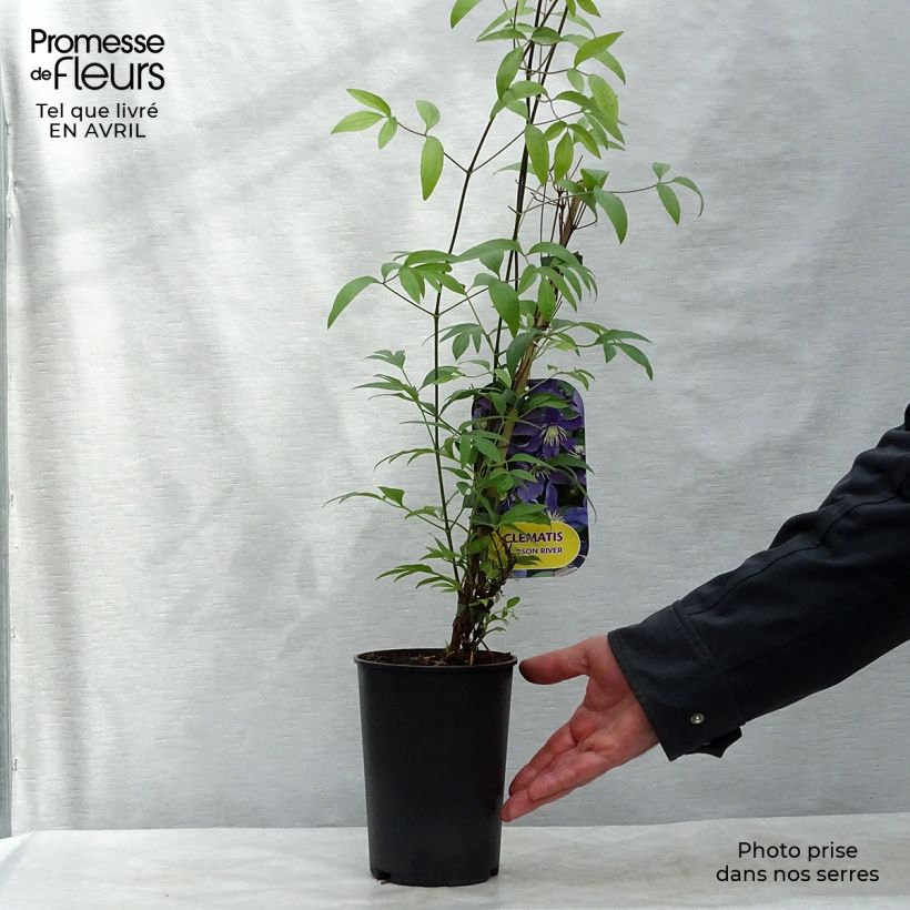 Amostra de Clematis Hudson River Vaso de 2 L/3 L tal como entregue na primavera