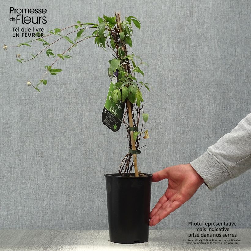 Amostra de Clematis Hudson River Vaso de 2 L/3 L tal como entregue no outono