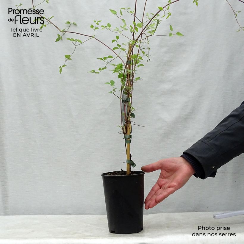 Amostra de Clematis Huldine Vaso de 2 L/3 L tal como entregue na primavera