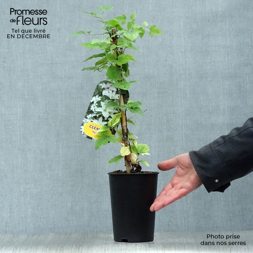 Amostra de Clématite - Clematis Huldine Vaso de 2 L/3 L tal como entregue no inverno
