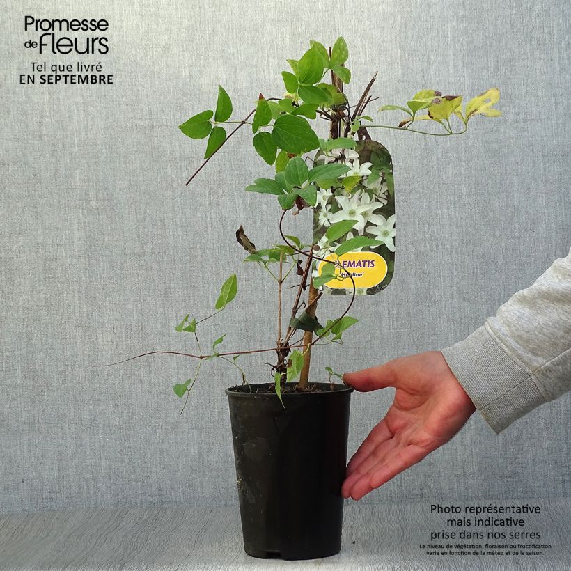 Amostra de Clematis Huldine Vaso de 2 L/3 L tal como entregue no outono