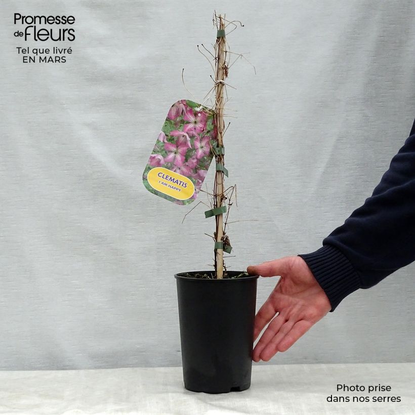 Amostra de Clematis viticella I am Happy Vaso de 2 L/3 L tal como entregue na primavera