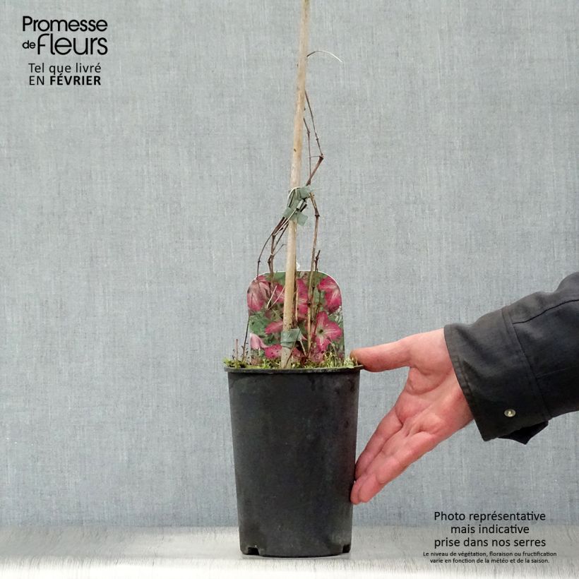 Amostra de Clématite - Clematis I am Happy Vaso de 2 L/3 L tal como entregue no inverno