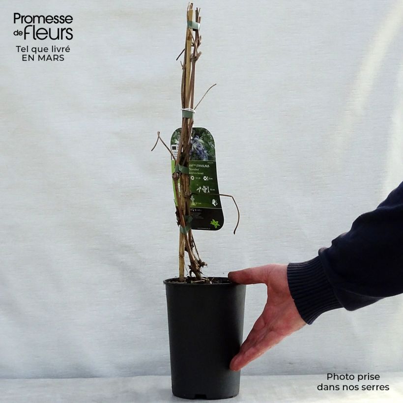 Amostra de Clematis heracleifolia Stanislaus Vaso de 2 L/3 L tal como entregue na primavera