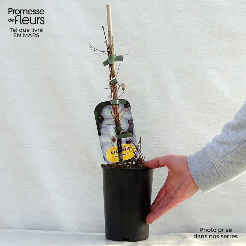 Amostra de Clematis Ivan Olsson Vaso de 2 L/3 L tal como entregue na primavera