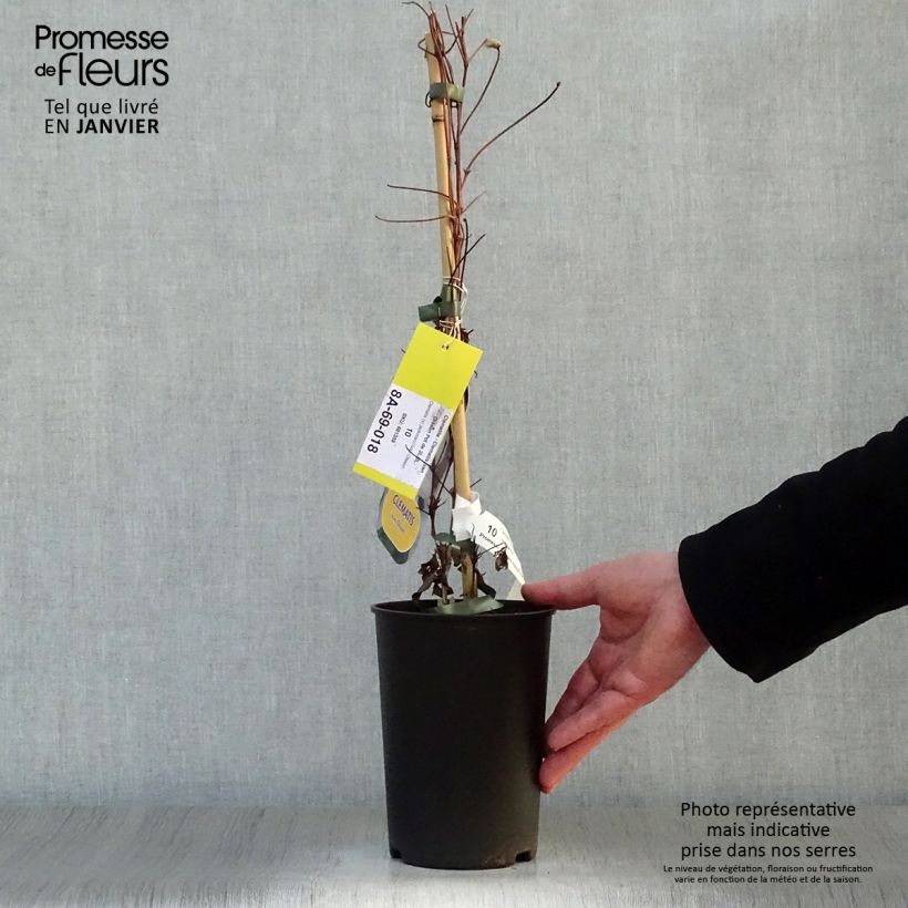 Amostra de Clématite - Clematis Ivan Olsson Vaso de 2 L/3 L tal como entregue no inverno