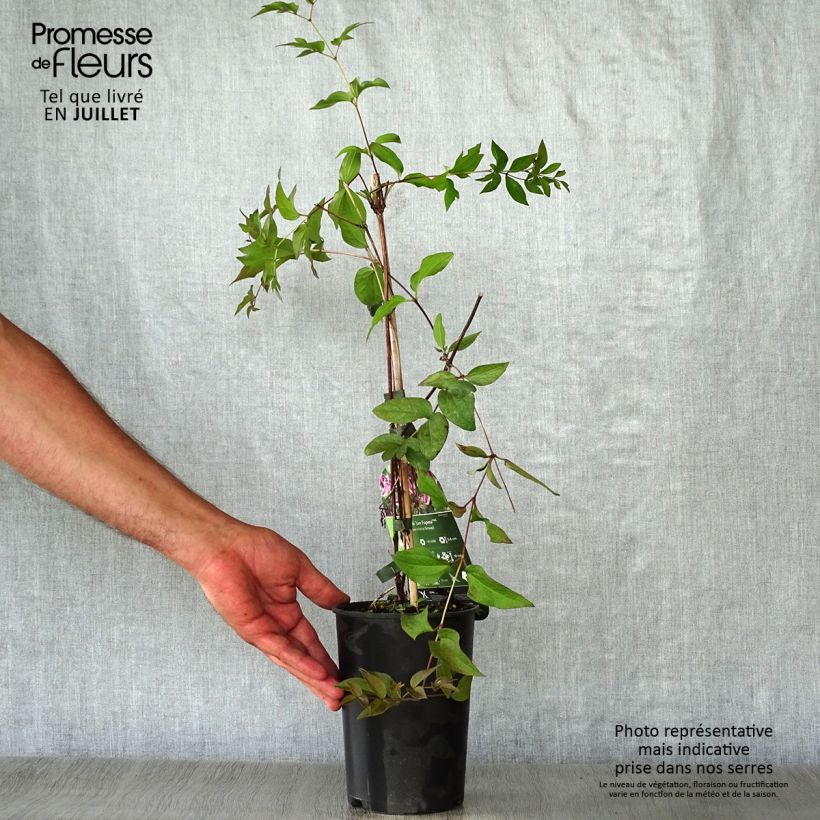 Amostra de Clematis Jan Fopma Vaso de 2 L/3 L tal como entregue no verão