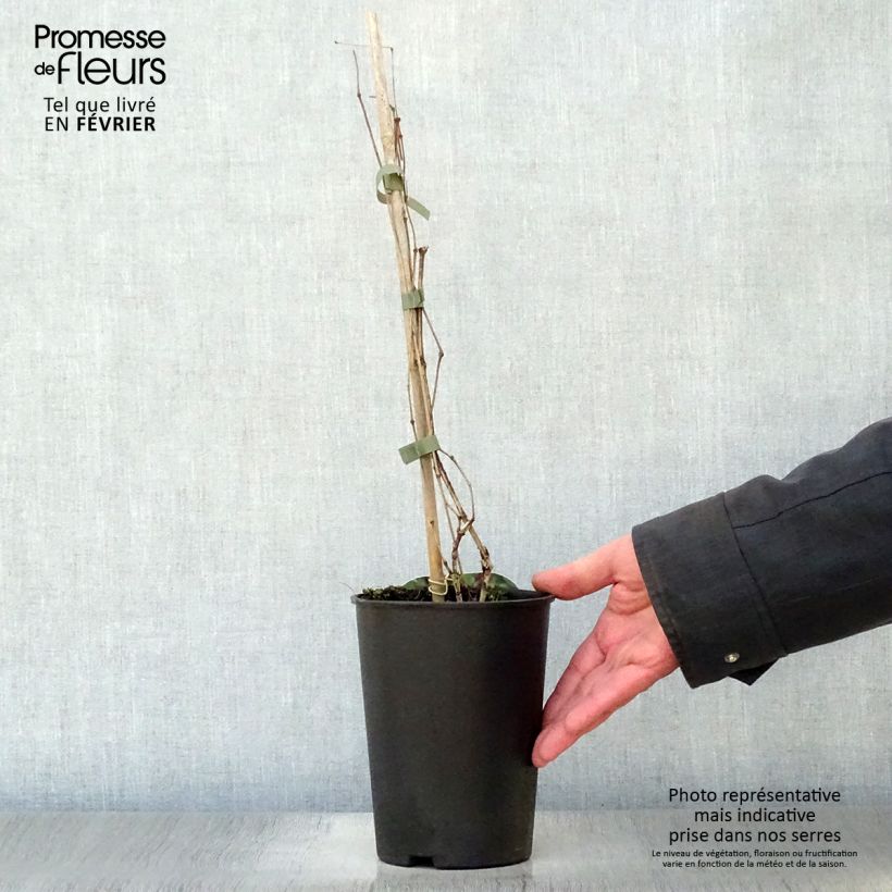 Amostra de Clématite - Clematis Jan Fopman Vaso de 2 L/3 L tal como entregue no inverno