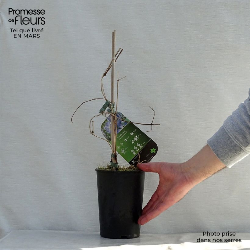 Amostra de Clematis Jenny Vaso de 2 L/3 L tal como entregue na primavera
