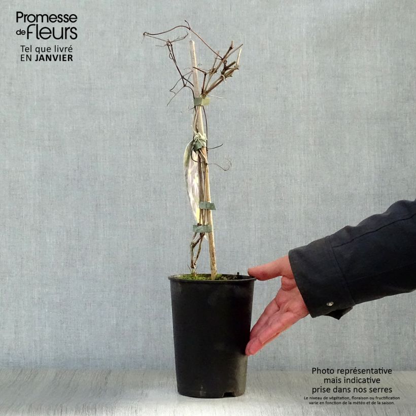 Amostra de Clématite - Clematis Jenny Vaso de 2 L/3 L tal como entregue no inverno