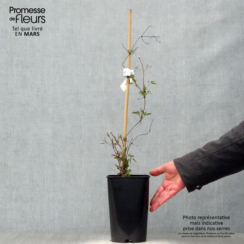 Amostra de Clematis Joséphine Vaso de 2 L/3 L tal como entregue na primavera