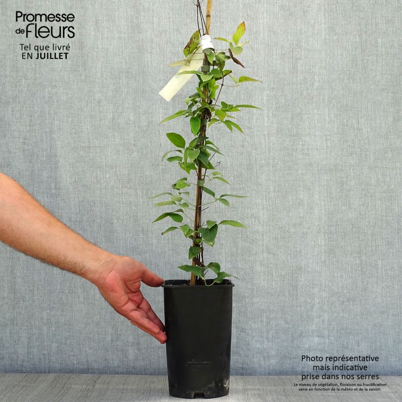 Amostra de Clematis Joséphine Vaso de 2 L/3 L tal como entregue no verão