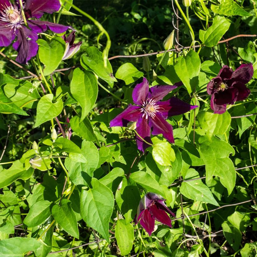 Clematis Julka (Hábito)