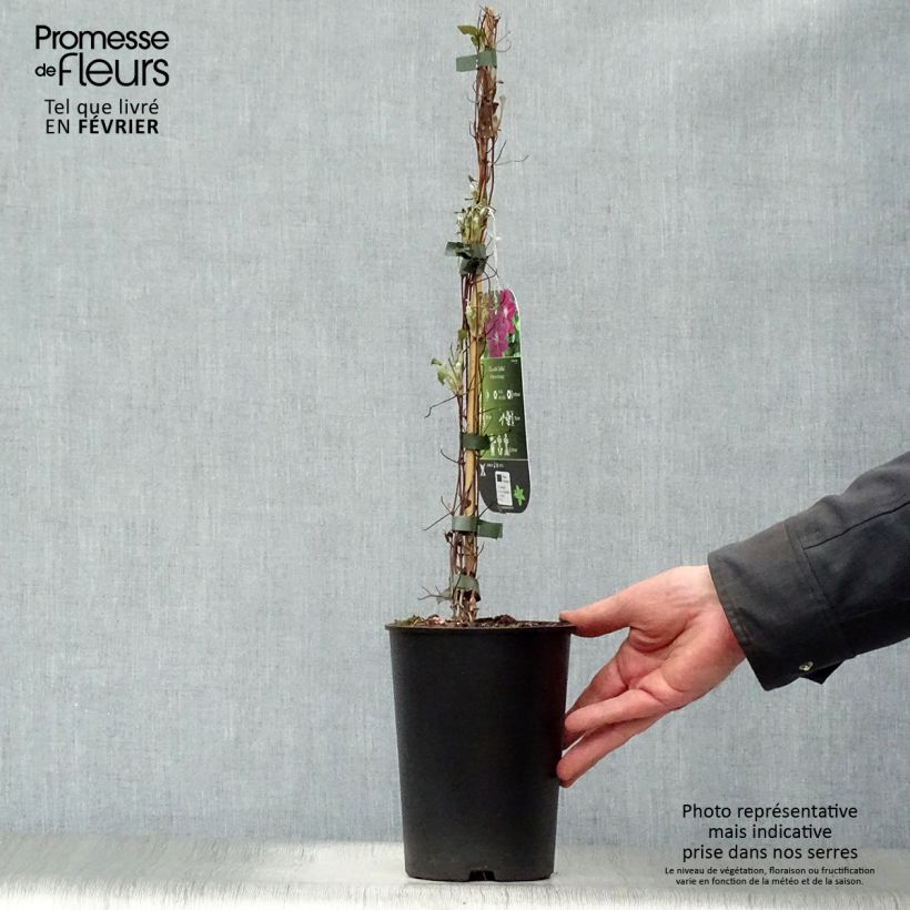 Amostra de Clématite - Clematis Julka Vaso de 1,5 L/2 L tal como entregue no inverno
