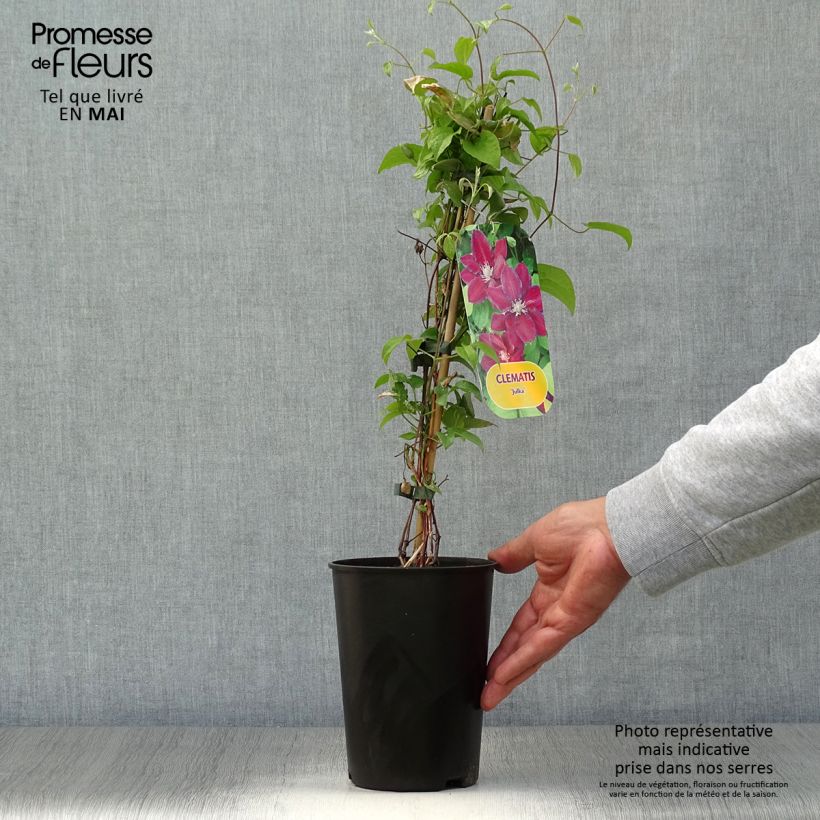 Amostra de Clematis Julka Vaso de 1,5 L/2 L tal como entregue na primavera
