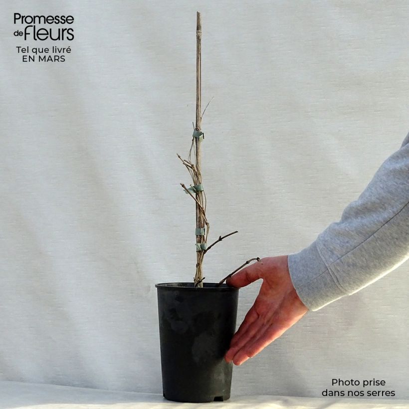 Amostra de Clematis Juuli Vaso de 2 L/3 L tal como entregue na primavera