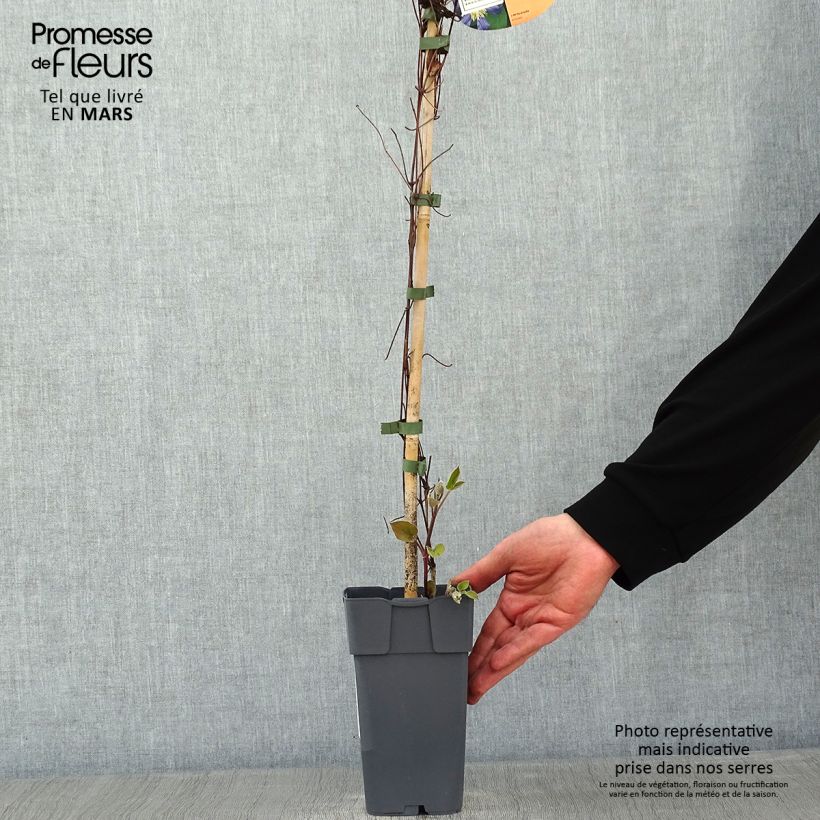 Amostra de Clématite - Clematis Juuli Vaso de 2 L/3 L tal como entregue no inverno
