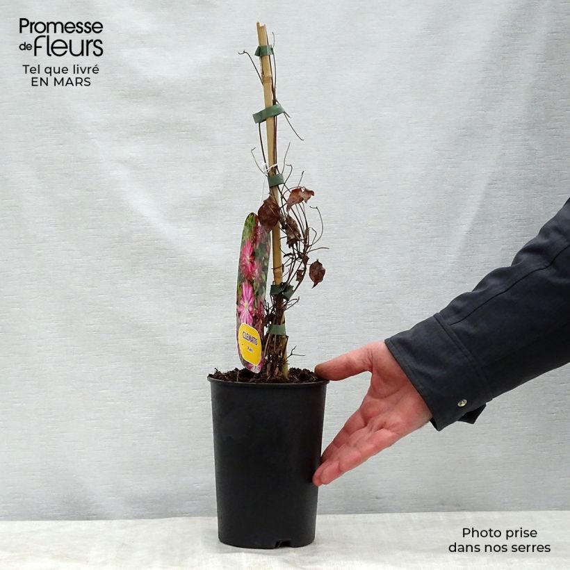 Amostra de Clematis Kaen Vaso de 2 L/3 L tal como entregue na primavera