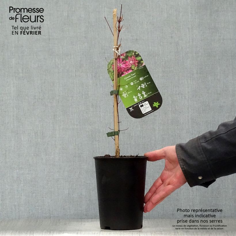 Amostra de Clématite - Clematis Kaen Vaso de 2 L/3 L tal como entregue no inverno