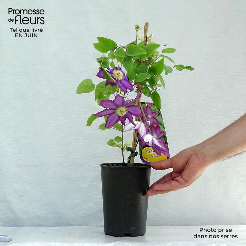 Amostra de Clematis Kakio Vaso de 2 L/3 L tal como entregue no verão