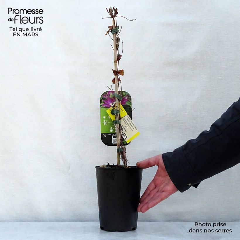 Amostra de Clematis Kakio Vaso de 2 L/3 L tal como entregue na primavera