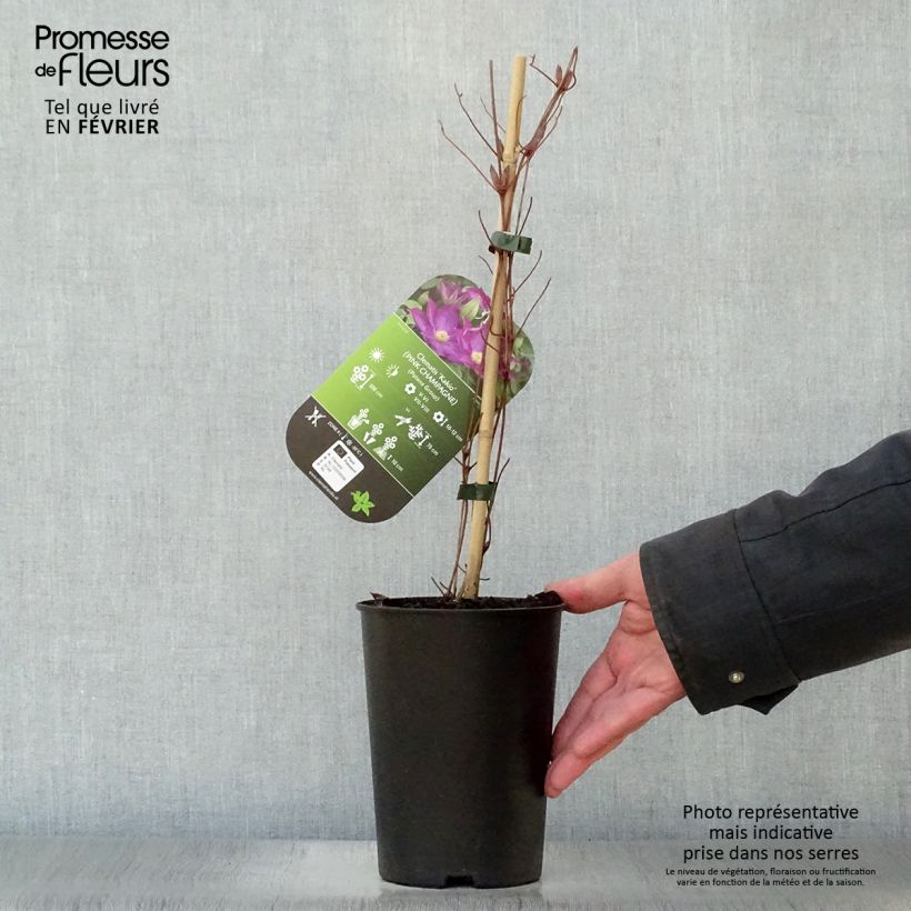 Amostra de Clématite - Clematis Kakio (Pink Champagne) Vaso de 2 L/3 L tal como entregue no inverno