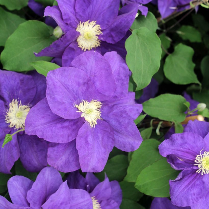 Clematis Kingfisher (Floração)