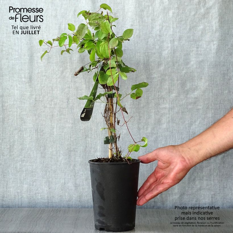 Amostra de Clematis Kiri Te Kanawa Vaso de 2 L/3 L tal como entregue no verão