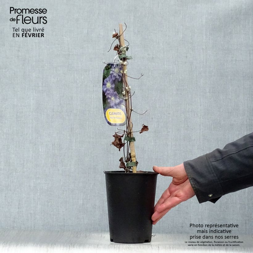 Amostra de Clématite - Clematis Kiri Te Kanawa Vaso de 2 L/3 L tal como entregue no inverno
