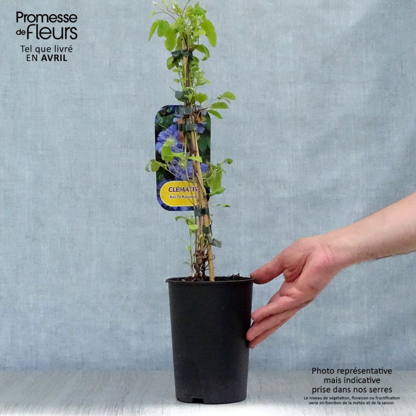 Amostra de Clematis Kiri Te Kanawa Vaso de 2 L/3 L tal como entregue na primavera