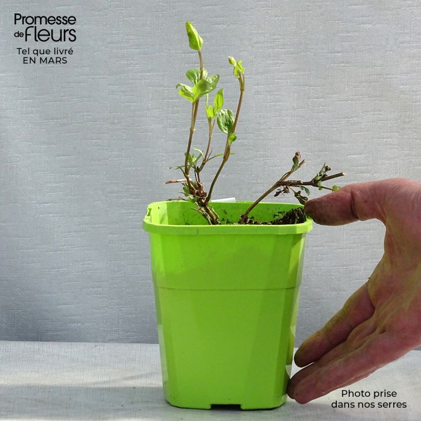 Amostra de Clematis Kokonoe Vaso de 1 L/1,5 L tal como entregue na primavera